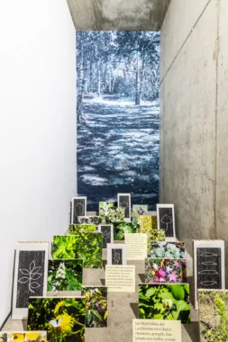 Den anden af to udstillinger baseret på indsamling og registrering i området omkring Mauerpark, vist i die raum, Berlin, 2022. Tekster, foto, træsnit, fotostat, pressede plantedele, film og lyd på ipad. Foto: Jan Windszus